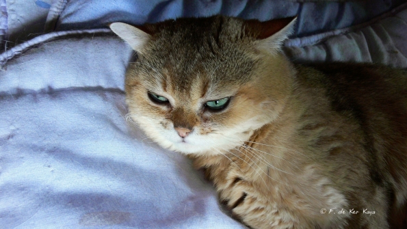 Pimousse tout en charme